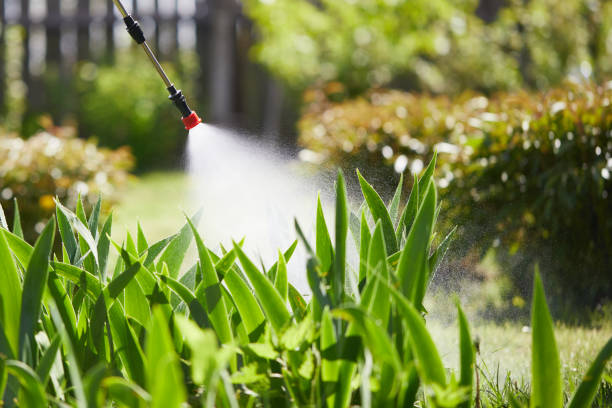 24/7 Emergency Termite Control experts in Basehor, KS